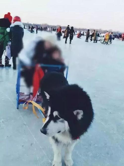 成人雪橇视频在线播放,感受速度与激情-第3张图片-成年电影网 成人雪橇视频在线播放,感受速度与激情-第3张图片-成年电影网